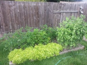 Lettuce, peas, tomatoes, zucchini. Maybe should give more space next year. =)