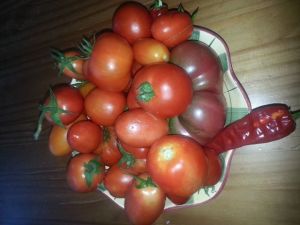 One harvest from my tomato garden! 